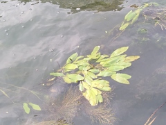 Potamogeton nodosus