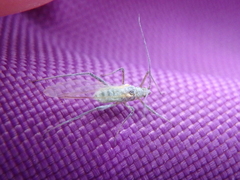 Euceraphis