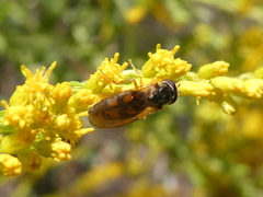 Melanostoma mellinum