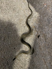 Thamnophis radix