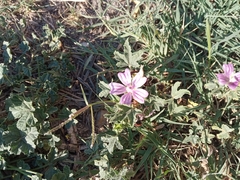 Malva sylvestris