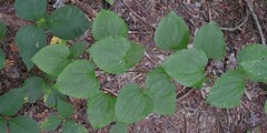 Smilax herbacea