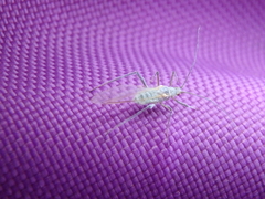 Euceraphis