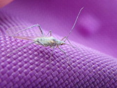Euceraphis