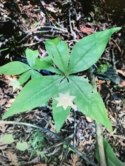 Lysimachia borealis