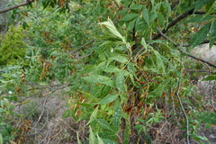 Fraxinus angustifolia