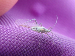 Euceraphis