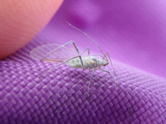 Euceraphis