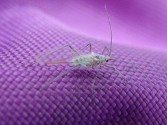 Euceraphis