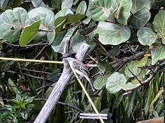 Tyrannus caudifasciatus