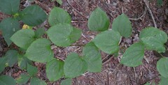 Smilax herbacea