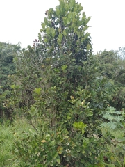 Eugenia brasiliensis