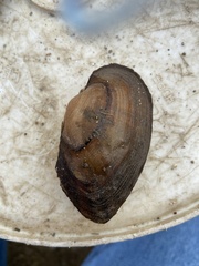 Strophitus undulatus