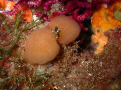 Pseudodistoma cyrnusense
