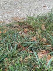 Muhlenbergia schreberi