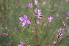 Chamaenerion dodonaei