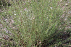 Chamaenerion dodonaei