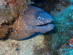 Muraena helena