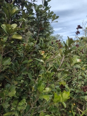 Eugenia brasiliensis