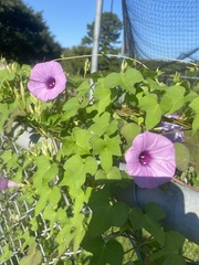 Ipomoea cordatotriloba