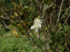 Eugenia brasiliensis