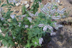 Mentha longifolia