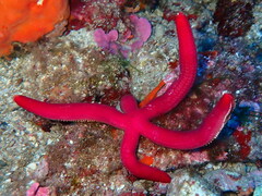 Ophidiaster ophidianus