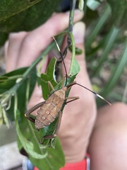 Pseudomictis distinctus