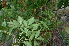 Fraxinus angustifolia