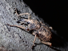 Sipalinus gigas