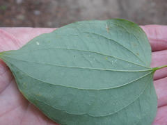 Smilax herbacea