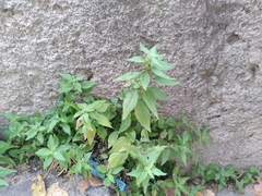 Parietaria judaica