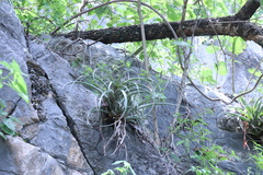 Tillandsia capitata