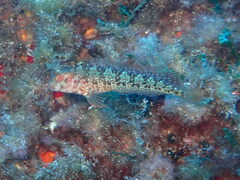 Parablennius pilicornis