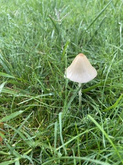 Conocybe