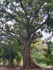 Ceiba pentandra