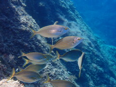 Sarpa salpa
