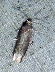 Eucosma ochroterminana