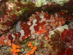 Scorpaena maderensis