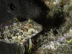 Parablennius pilicornis