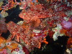 Scorpaena notata