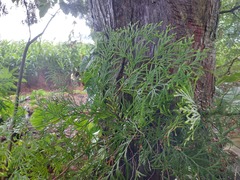 Calocedrus formosana