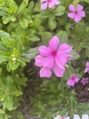 Catharanthus roseus