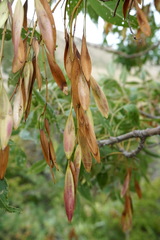 Fraxinus angustifolia