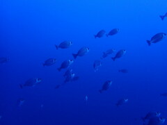 Spondyliosoma cantharus