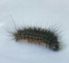 Arctiinae