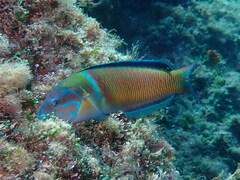 Thalassoma pavo