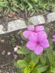 Catharanthus roseus