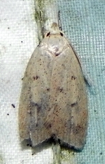 Machimia tentoriferella