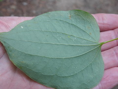Smilax herbacea